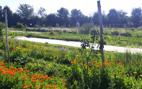 Agroforstsystem im Juni