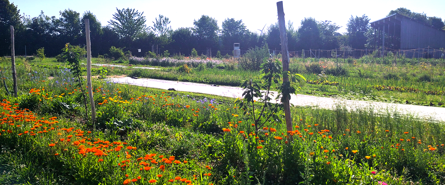 Agroforstsystem im Juni