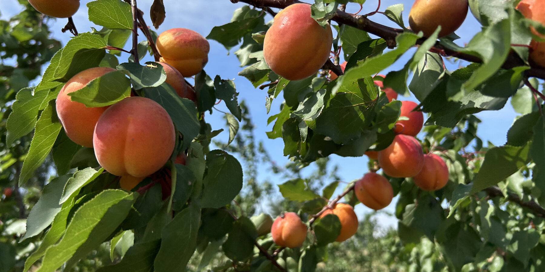 Aprikose - Annett-Gernhardt_DeFAF-e.V