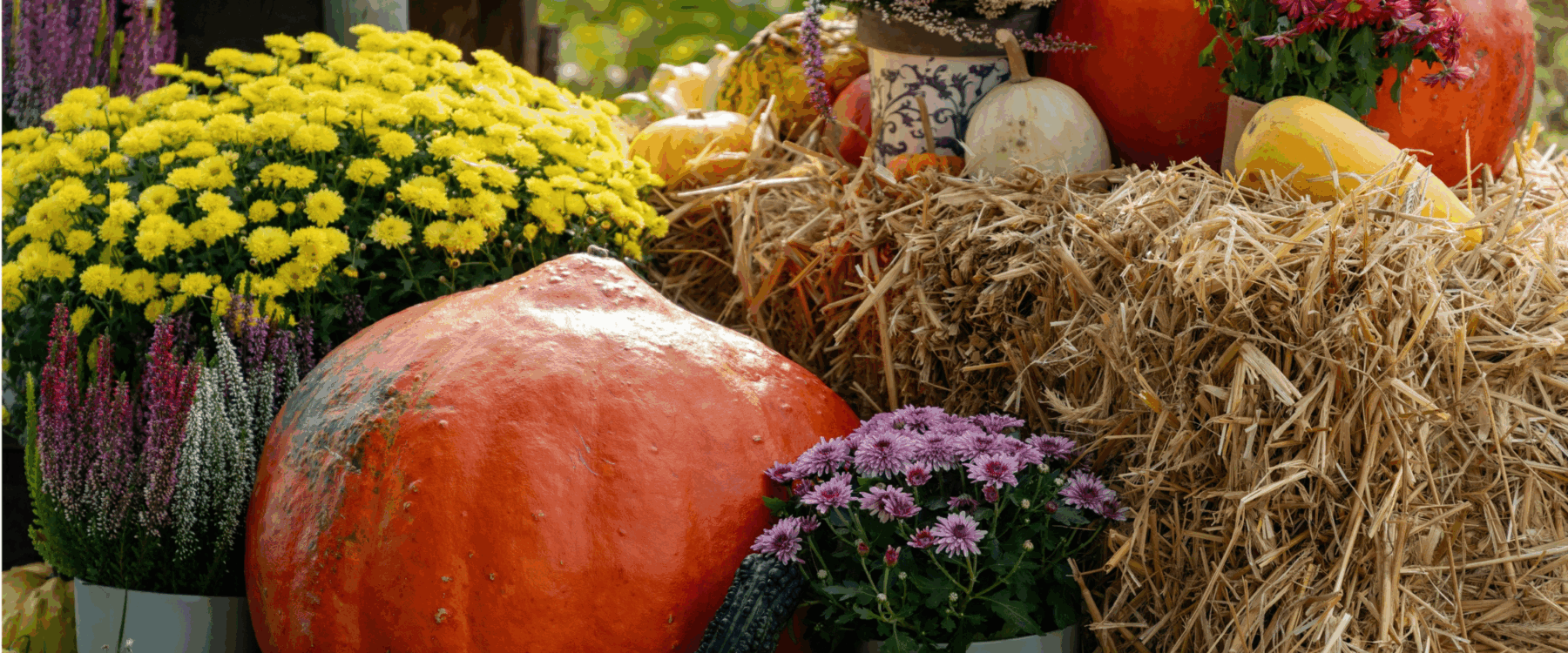 Verschiedene_Kuerbisse_mit Stroh_und_Herbstblumen