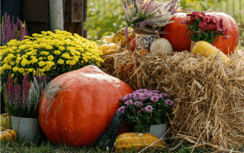 Verschiedene_Kuerbisse_mit Stroh_und_Herbstblumen