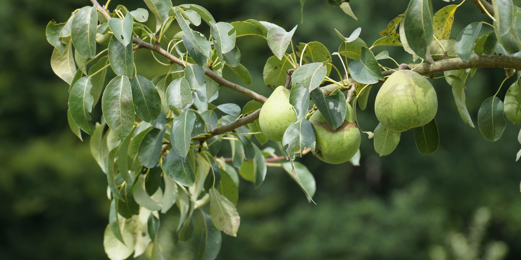 Bild von Julia Günzel, DeFAF e.V. - zeigt eine Birne
